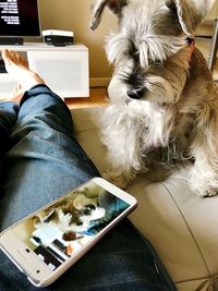 Low section of man with dog sitting in laptop