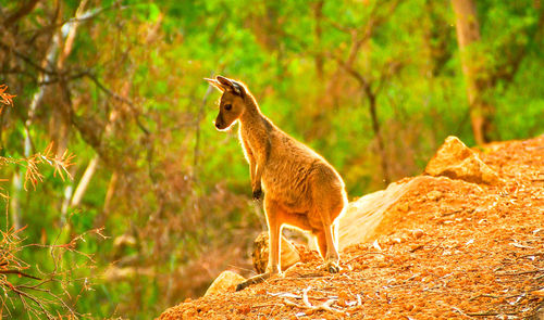 Kangaroo  in the wild