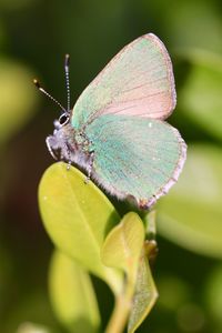 Close-up of butterfly on leaf