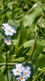 Close-up of white flowers