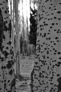 Close-up of tree trunk during winter