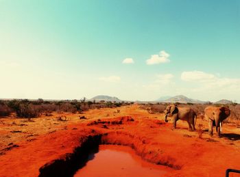 Elephants at tsavo east national park against sky