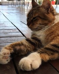 Cat sleeping on wooden floor