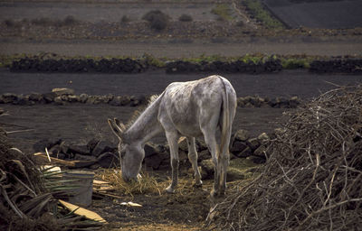 Horse grazing in a field