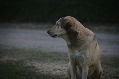 Side view of dog looking away on field