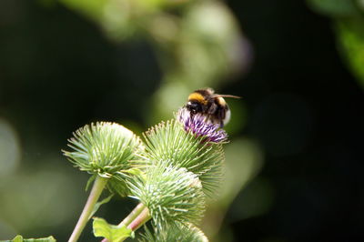 Close-up of bee pollinating on flower