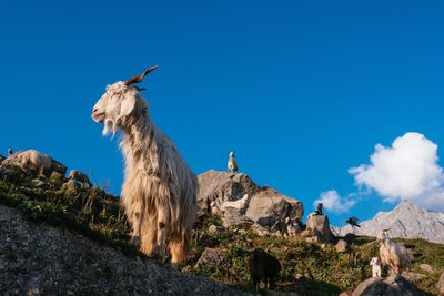 Horse on mountain against clear blue sky