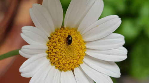 Close-up of bee on white flower