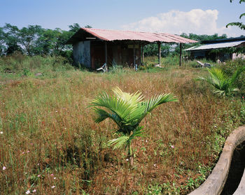 Plants growing on field by building against sky