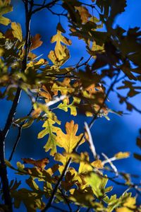 Low angle view of yellow leaves against sky