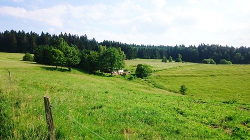 Scenic view of trees on field against sky