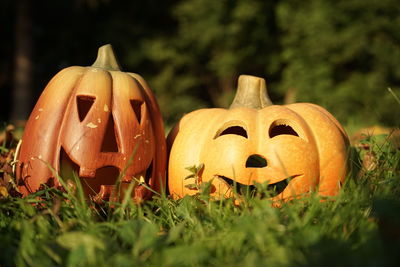 Close-up of pumpkin on field