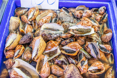 Freshly caught sea snails or shellfish for sale on a street market