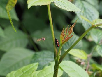 Close-up of ladybug on leaf