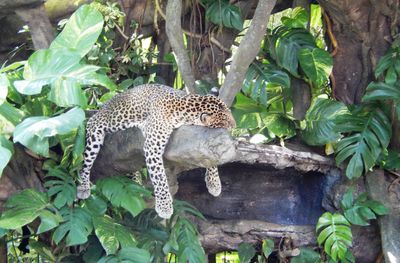 Leopard relaxing on rock amidst plants