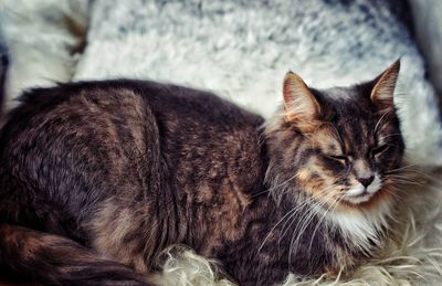 Close-up of cat relaxing at home