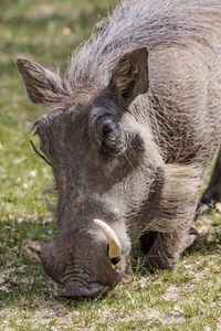 Close-up of pig on field