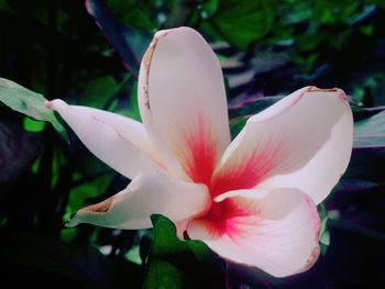 Close-up of white day lily blooming outdoors