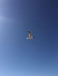 Low angle view of seagull flying in sky