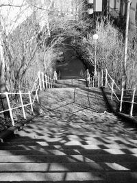 Walkway amidst trees