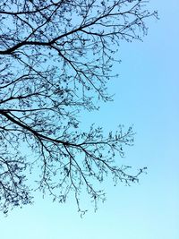 Low angle view of trees against clear sky