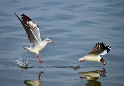 Seagulls flying over lake