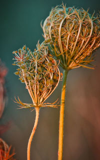 Close-up of wilted flower