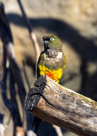 Close-up of bird perching on branch