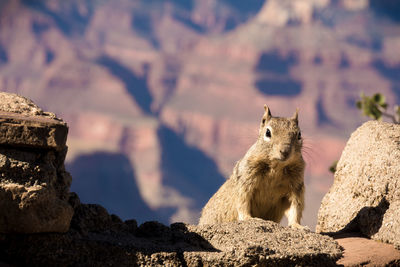 Portrait of squirrel on rock against mountains