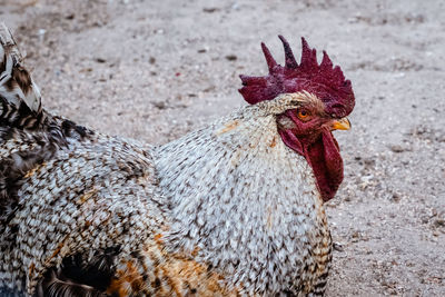 Close-up of rooster on land