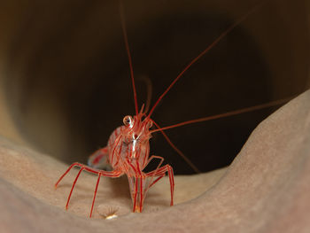 Close-up of insect