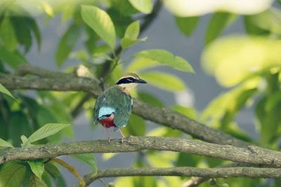 Bird perching on a branch