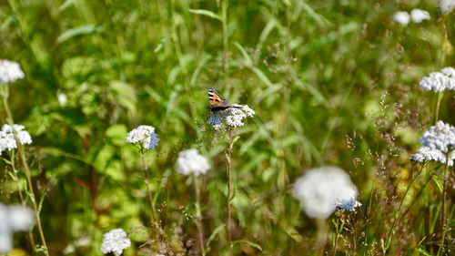 Close-up of insect on flower