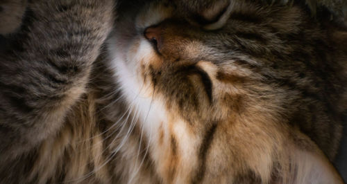 Close-up of cat sleeping