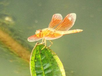 Close-up of insect on plant