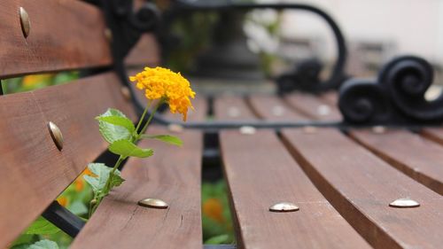 Close-up of a wooden bench