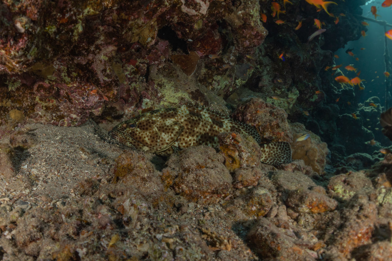 VIEW OF FISH UNDERWATER