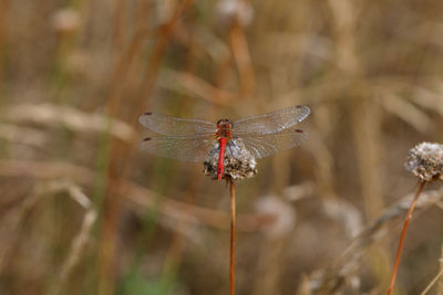 Close-up of dragonfly on plant