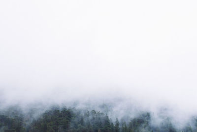 Trees in foggy weather
