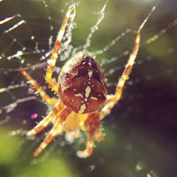 Close-up of spider on web