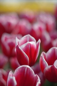 Full frame shot of red flowers