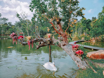 Red flowering plants by lake against sky