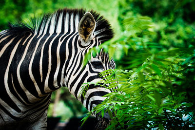 Close-up of zebra in a forest