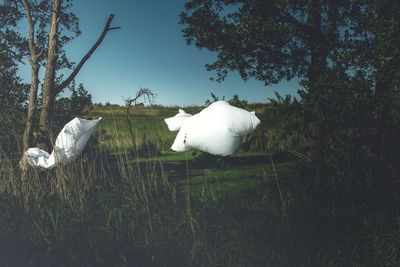 White horse in a field