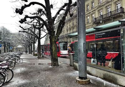 Bare trees by road in city