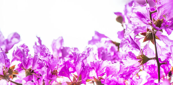 Close-up of purple flowers