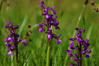 Close-up of purple flowering plants on field
