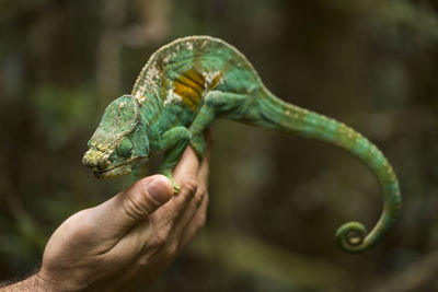 Close-up of hand holding lizard