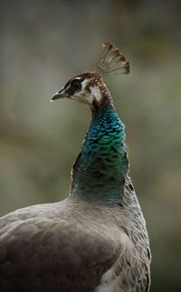 Close-up of peacock