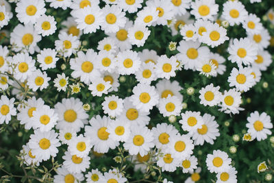 Close-up of yellow flowering plants on field